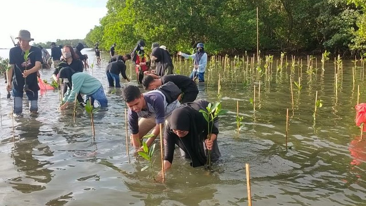 Pemerintah Provinsi Sulawesi Selatan (Pemprov Sulsel) menggalakkan penanaman mangrove serentak di empat kabupaten. Sebanyak 142 ribu bibit ditanam untuk rehabilitasi pesisir dan penguatan ekonomi biru, bagaimana dampaknya bagi masyarakat?