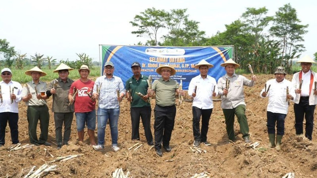 Kementerian Pertanian meninjau program Bongkar Ratoon di kebun PT Sinergi Gula Nusantara (SGN) untuk memastikan peningkatan produktivitas tebu dan memperketat pengawasan distribusi gula kristal rafinasi.