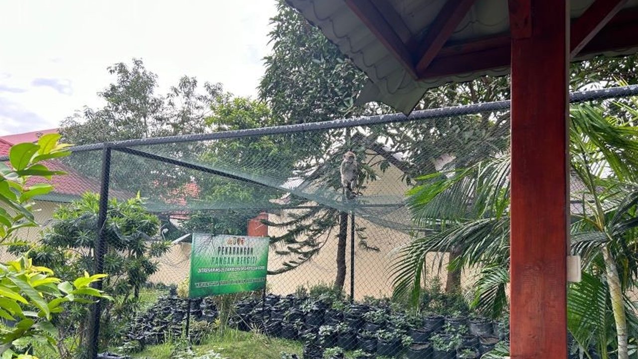 Fenomena Monyet Masuk Permukiman di Batam semakin sering terjadi. BBKSDA Riau mengungkapkan penyebab utamanya adalah perubahan fungsi lahan. Apa dampaknya bagi warga?