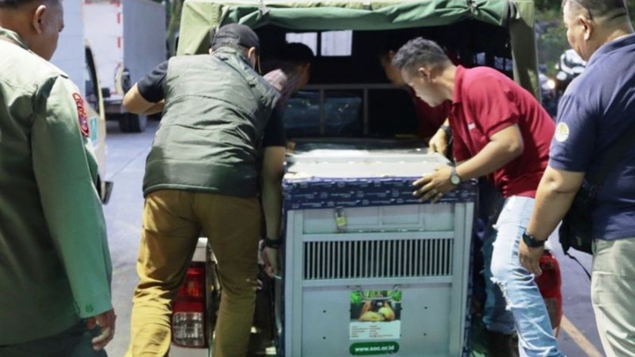 OIKN, BKSDA Kaltim, dan YAD berkolaborasi dalam Konservasi Orangutan IKN, menyelamatkan Mungky dan Dodo ke pulau suaka. Kisah pilu mereka kini berujung harapan di habitat baru.