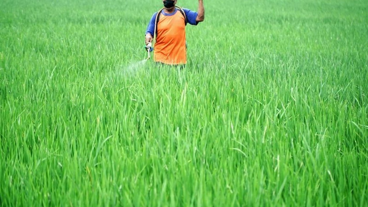 Pemerintah Kabupaten Tulungagung mendistribusikan pestisida untuk mengendalikan hama wereng cokelat yang menyerang ribuan hektare sawah. Akankah upaya ini berhasil menyelamatkan panen?