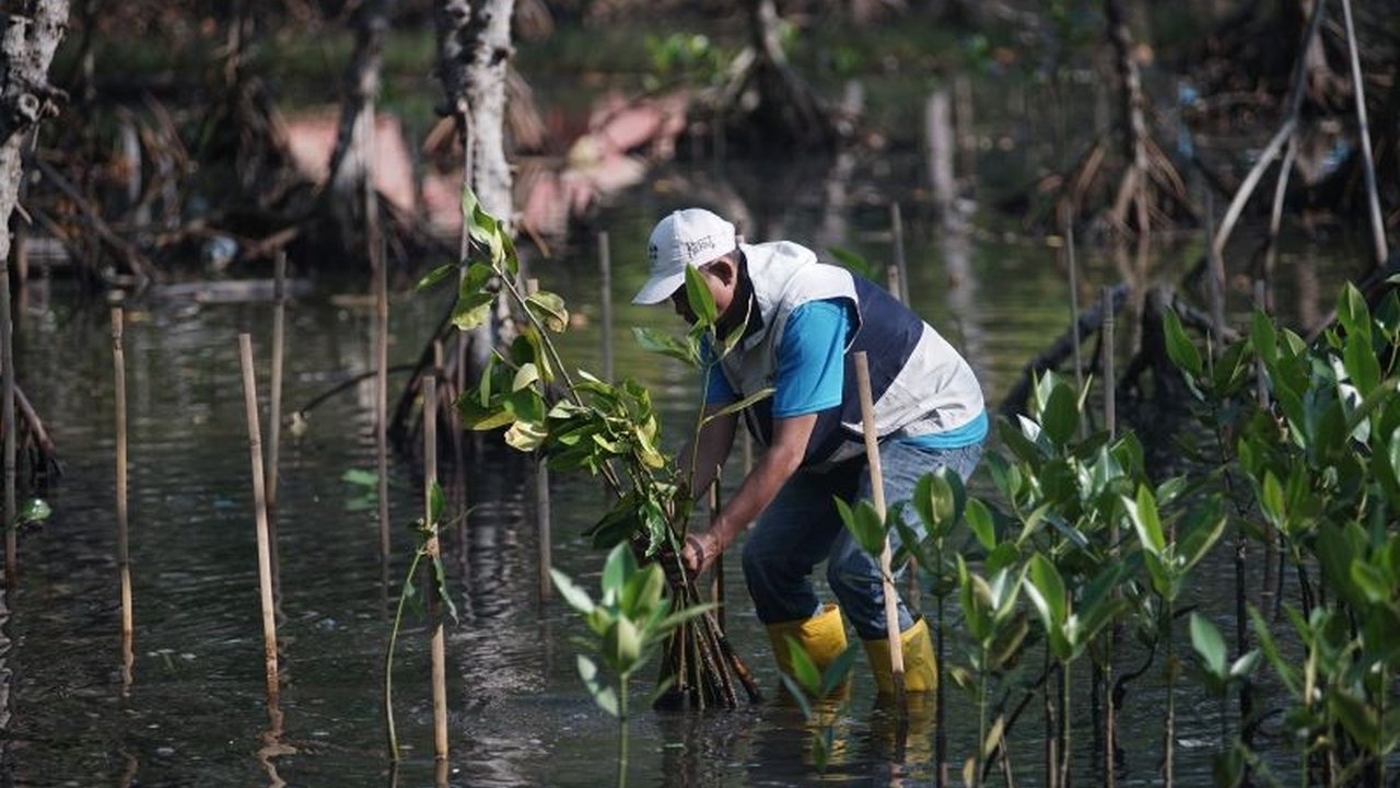 Pemkab Batang gencar melakukan Penanaman Mangrove Batang di sepanjang pantai untuk mengatasi abrasi parah. Simak target ambisius 100 ribu bibit hingga akhir 2025!