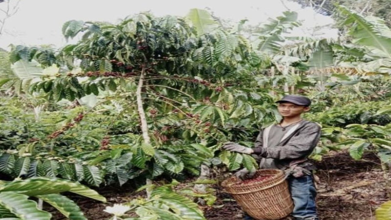 Tahura Wan Abdul Rachman Lampung berinovasi mengembangkan program kopi ramah burung. Inisiatif ini tidak hanya meningkatkan kualitas kopi, tetapi juga melestarikan ekosistem dan satwa liar. Bagaimana program ini bekerja?