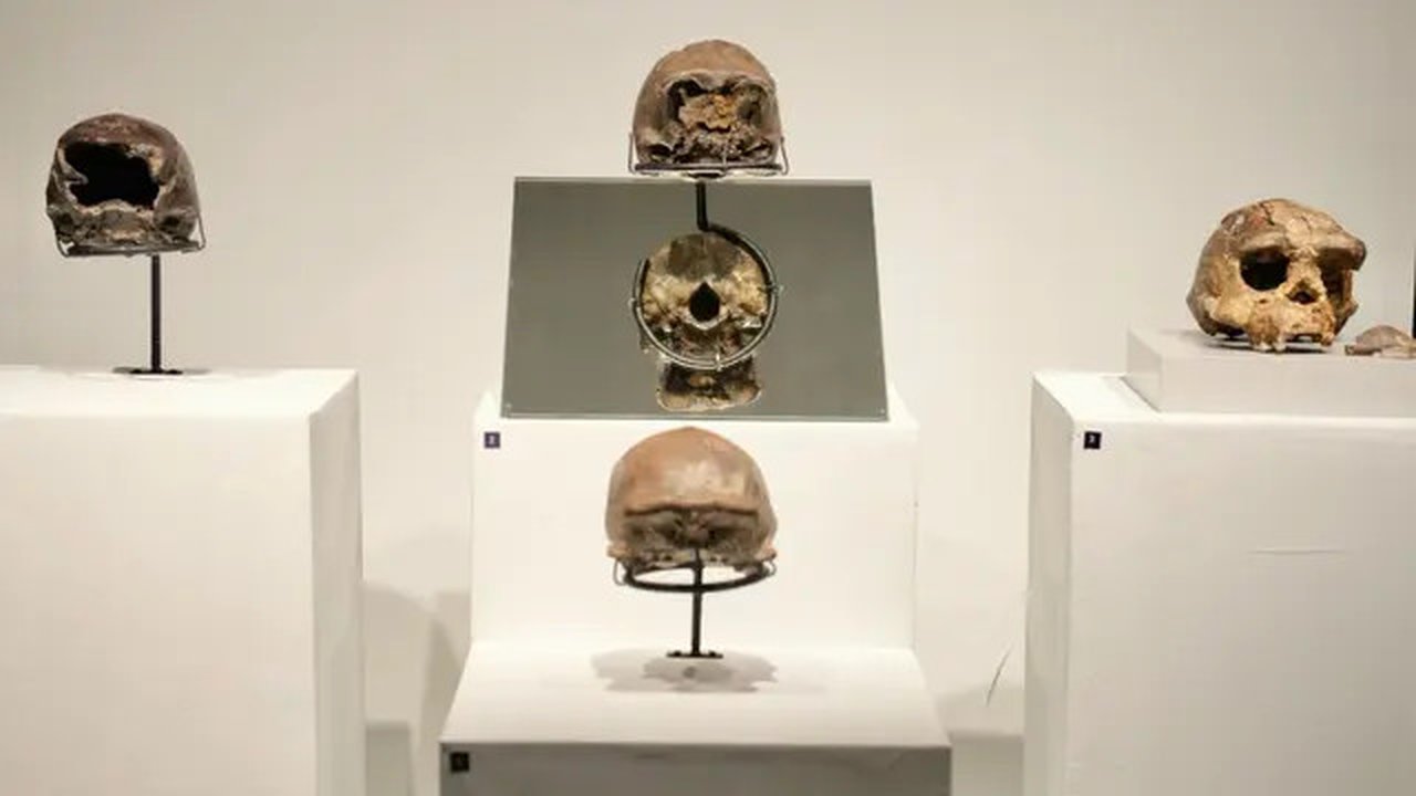 Menteri Kebudayaan Fadli Zon menghadiri pameran fosil manusia purba pithecanthropus erectus di Museum Nasional Indonesia. Pameran yang digelar Kementerian Kebudayaan ini bertajuk 