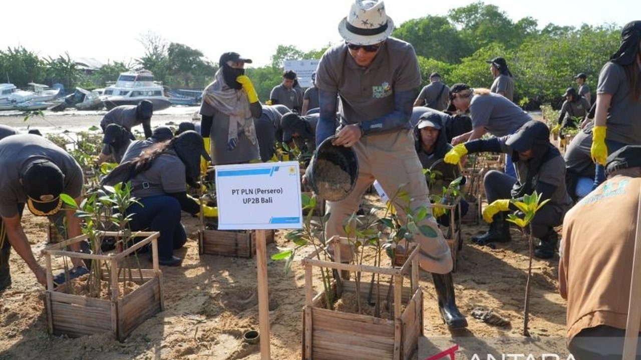 PLN menanam 6.000 bibit mangrove di Nusa Pudut, Badung, Bali, sebagai komitmen pelestarian lingkungan. Aksi PLN Tanam Mangrove Bali ini diharapkan mencegah abrasi dan mengembangkan ekowisata, penasaran dampaknya bagi Pulau Dewata?