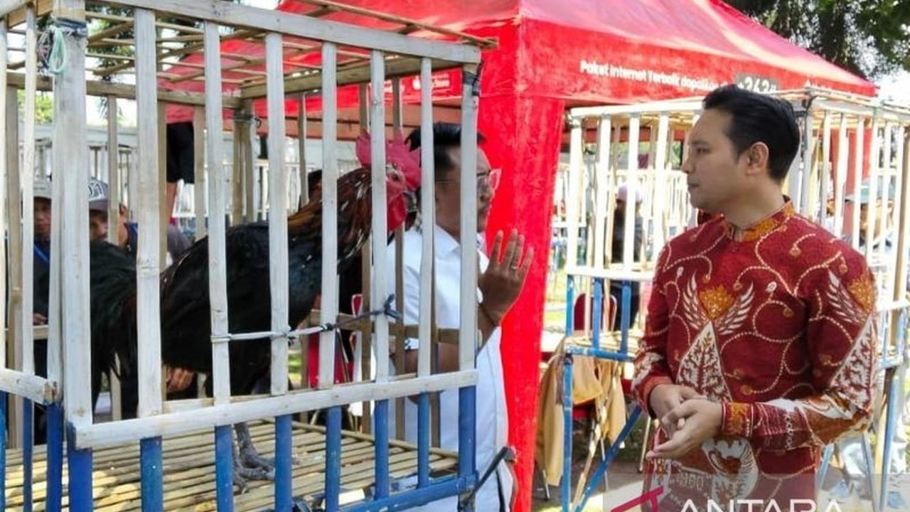Pemkab Cianjur resmi jadikan kontes Ayam Pelung Cianjur sebagai agenda tahunan. Unggas lokal ini punya nilai ekonomi tinggi dan harga jual fantastis, menarik minat hingga mancanegara.