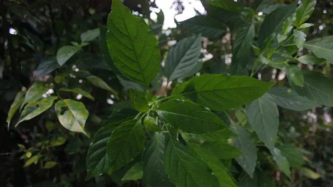 Ilustrasi daun sambiloto. (Wikimedia Commons)