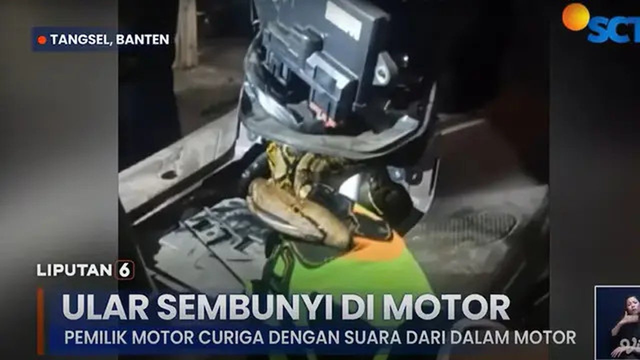 Ular sanca bersembunyi di motor warga Tangsel