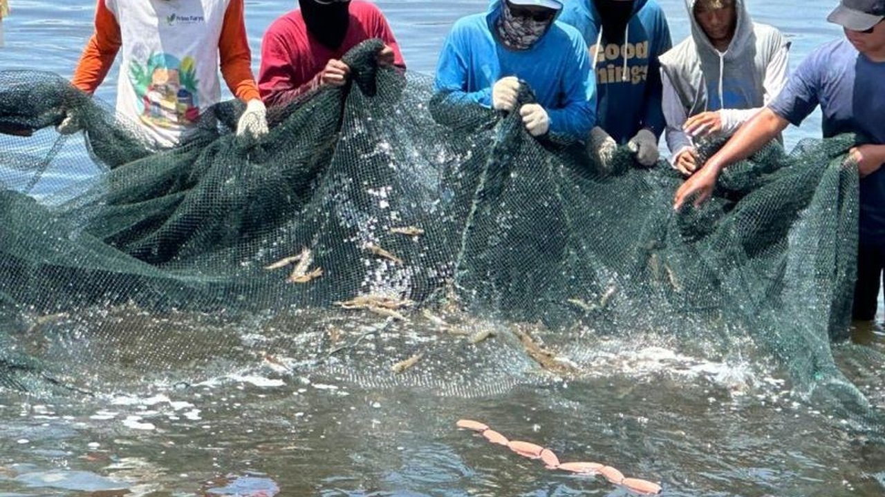 Badan Mutu KKP Provinsi Kepulauan Bangka Belitung mengampanyekan Udang Indonesia Aman dikonsumsi, menjamin bebas antibiotik dan zat berbahaya. Penasaran bagaimana KKP memastikan mutu udang?