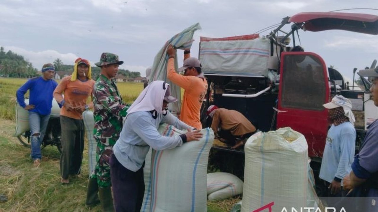 Perum Bulog OKU Raya berhasil serap 18.079 ton GKP petani untuk stok pangan Sumsel. Bagaimana strategi Bulog jamin ketersediaan beras di tengah musim panen?