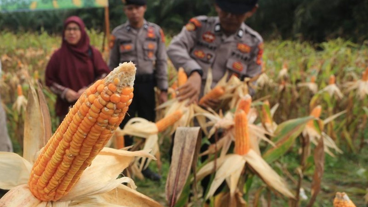Polri sukses menggelar panen raya jagung kuartal III, menghasilkan 7.153 ton dari ribuan hektare lahan. Langkah ini menegaskan komitmen Polri dukung swasembada pangan nasional.