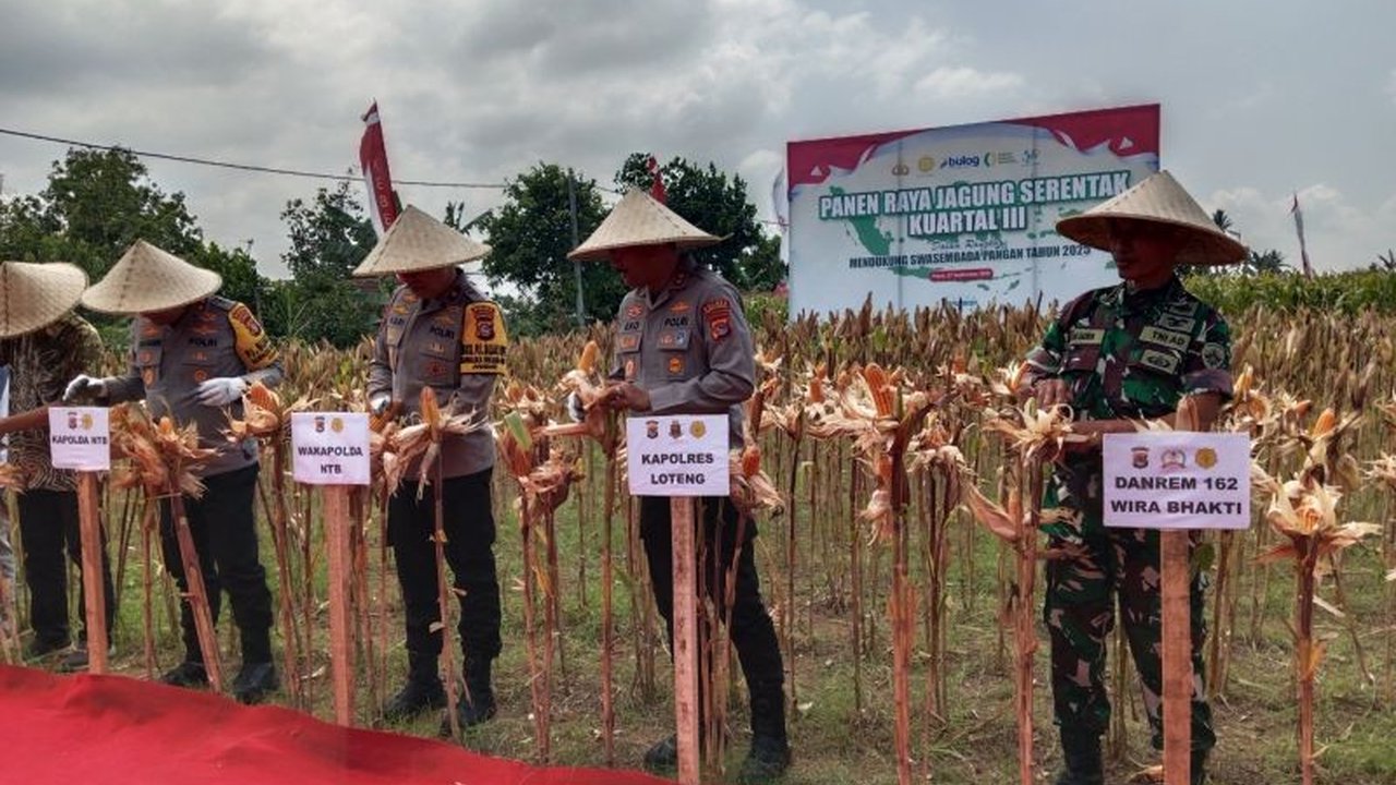 Polda NTB panen jagung 50 ton di Lombok Tengah, menunjukkan komitmen Polri dalam mendukung ketahanan pangan nasional dan kesejahteraan petani, sekaligus menyukseskan program Presiden.