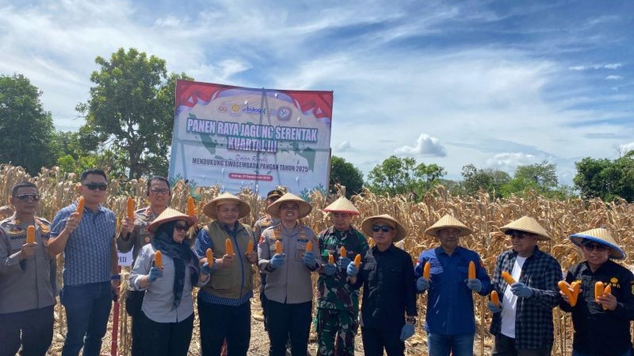 Kabupaten Sidrap, Sulawesi Selatan, kembali unjuk gigi dengan suksesnya Panen Raya Jagung Sidrap serentak, menegaskan komitmennya sebagai lumbung pangan nasional dan pilar ketahanan pangan. Simak detailnya!