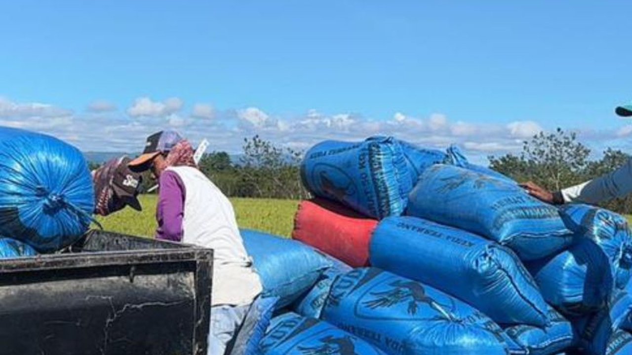 Perum Bulog Maluku dan Maluku Utara berhasil menyerap 3,9 ton gabah kering panen dari petani di Pulau Buru. Langkah penyerapan gabah Bulog Maluku ini memperkuat Cadangan Beras Pemerintah (CBP) dan menjaga stabilitas harga. Bagaimana dampaknya bagi petani?