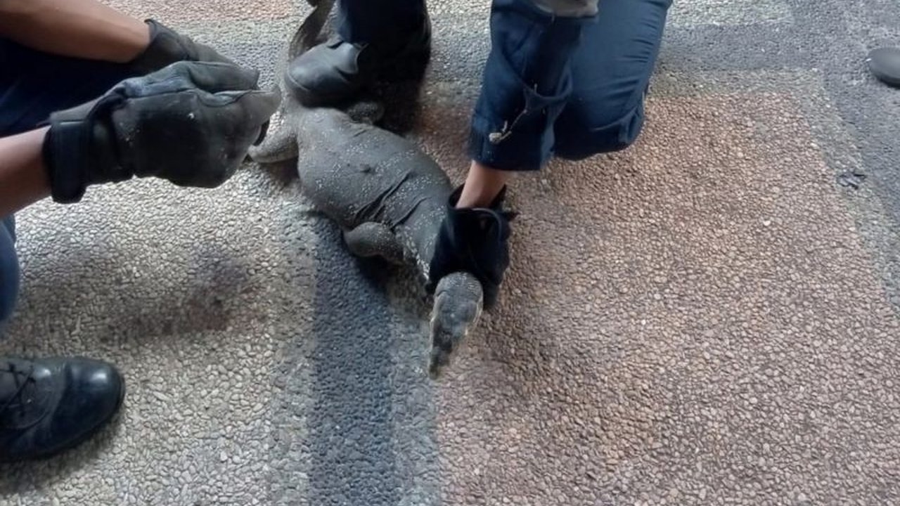 Petugas Damkartan Lombok Timur berhasil jinakkan biawak masuk ke rumah warga, ular, dan tawon dalam dua hari terakhir. Simak respons cepat dan cara penanganan hewan liar ini yang selalu siap siaga!