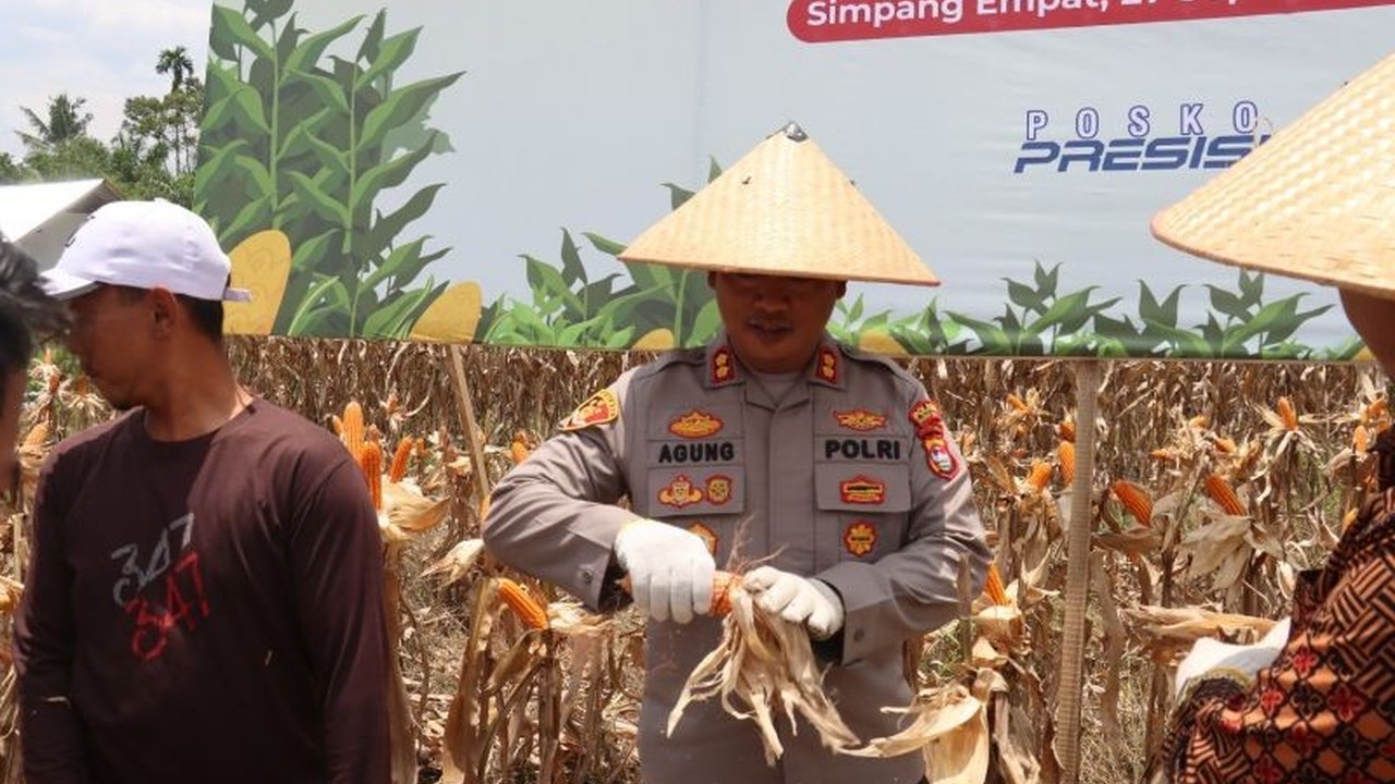 Polres Pasaman Barat melibatkan Bhabinkamtibmas dalam program Ketahanan Pangan, berhasil menggerakkan masyarakat menanam jagung dan mencapai panen ratusan ton, sekaligus mendukung visi Indonesia maju.