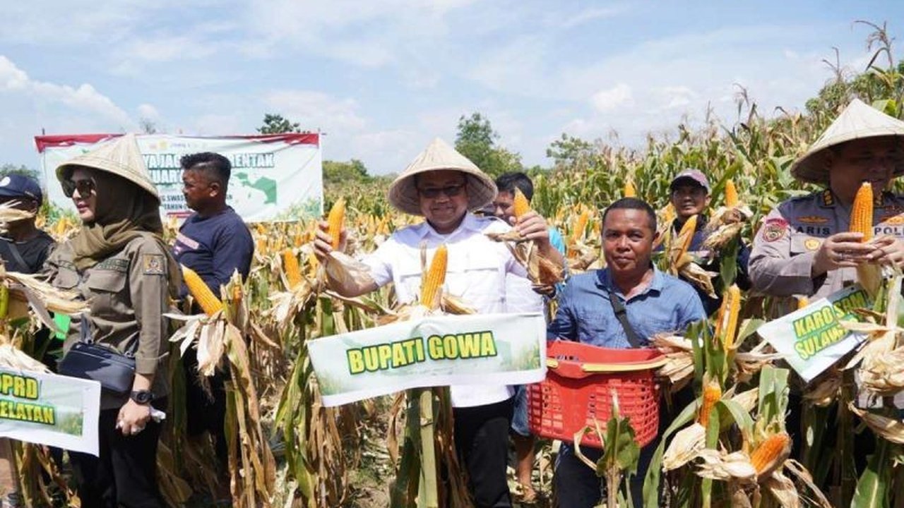 Pemerintah Kabupaten Gowa sukses menggelar panen raya jagung tahap ketiga, menghasilkan 7.153 ton. Capaian panen jagung Gowa ini memperkuat ketahanan pangan nasional dan kesejahteraan petani.
