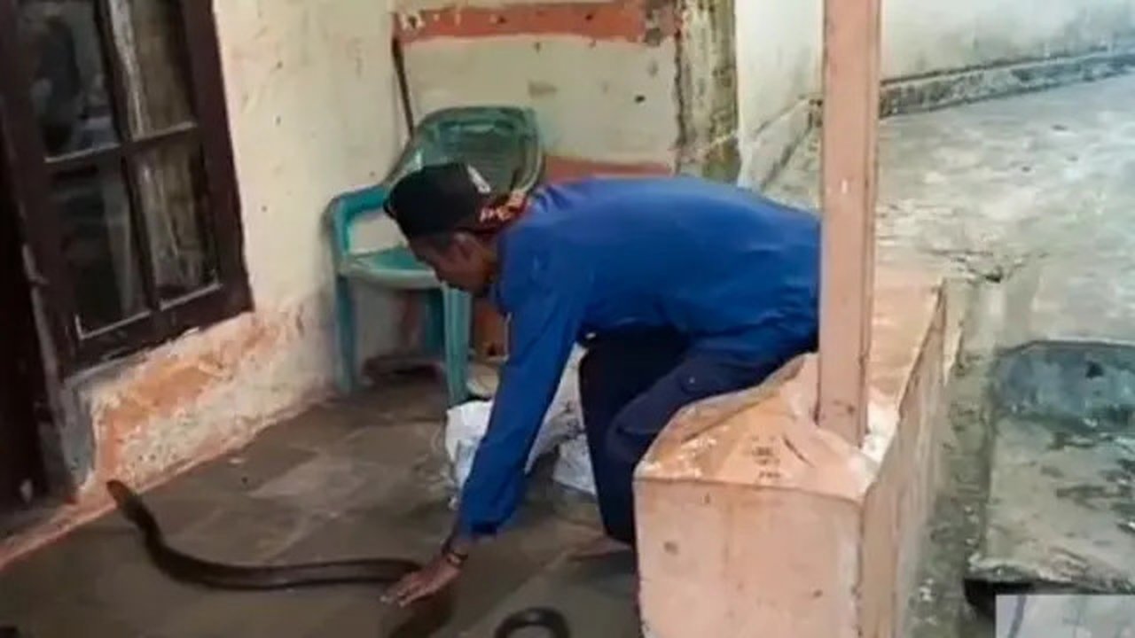 Tim Animal Rescue Dinas Satuan Polisi Pamong Praja (Satpol PP) Kota Sukabumi saat mengevakuasi seekor ular King Kobra. (Liputan6.com/Istimewa).