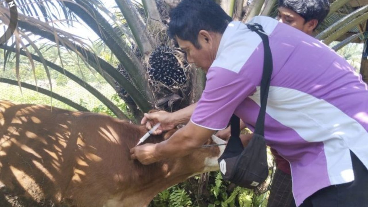 Dinas Pertanian Pasaman memperketat pengawasan ternak sapi untuk antisipasi penyebaran virus Jembrana, penyakit yang spesifik menyerang Sapi Bali. Bagaimana langkah pencegahannya?