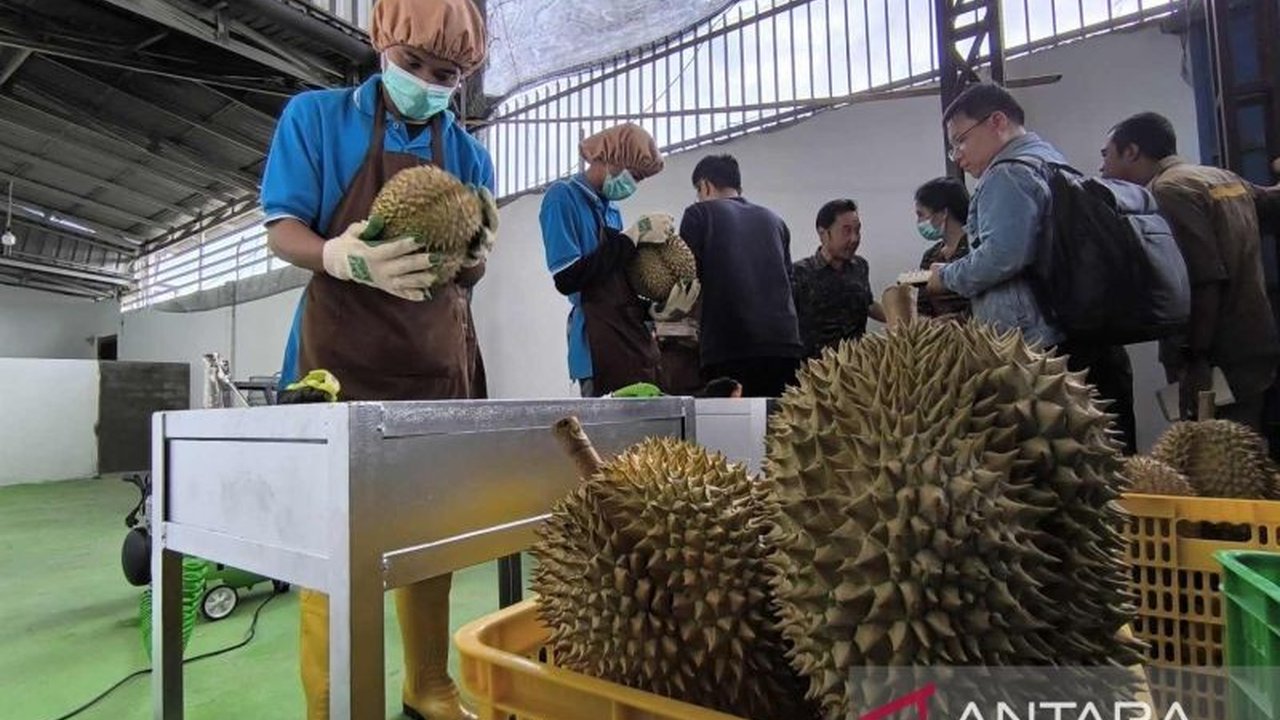 Asosiasi Perkebunan Durian Indonesia (Apdurin) Parigi Moutong optimis audit protokol ekspor durian ke China akan berhasil, setelah memenuhi semua persyaratan dan standar operasional prosedur yang ditetapkan.