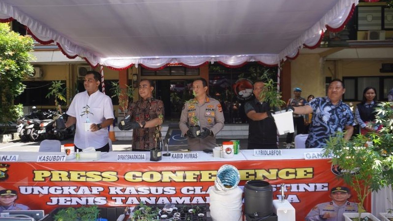 Polda Bali terus mendalami kasus WNA terlibat kebun ganja hidroponik di Denpasar, memburu Mr. C yang diduga pemasok bibit. Siapa Mr. C dan seberapa luas jaringannya?