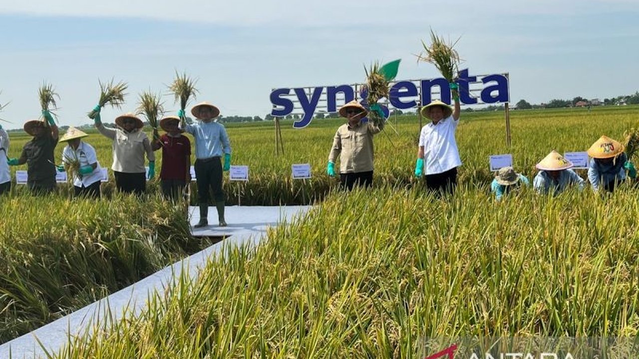Syngenta Indonesia berkomitmen meningkatkan produktivitas padi 10 ton/ha melalui inovasi dan pendampingan, krusial bagi ketahanan pangan nasional. Simak dampaknya bagi petani!