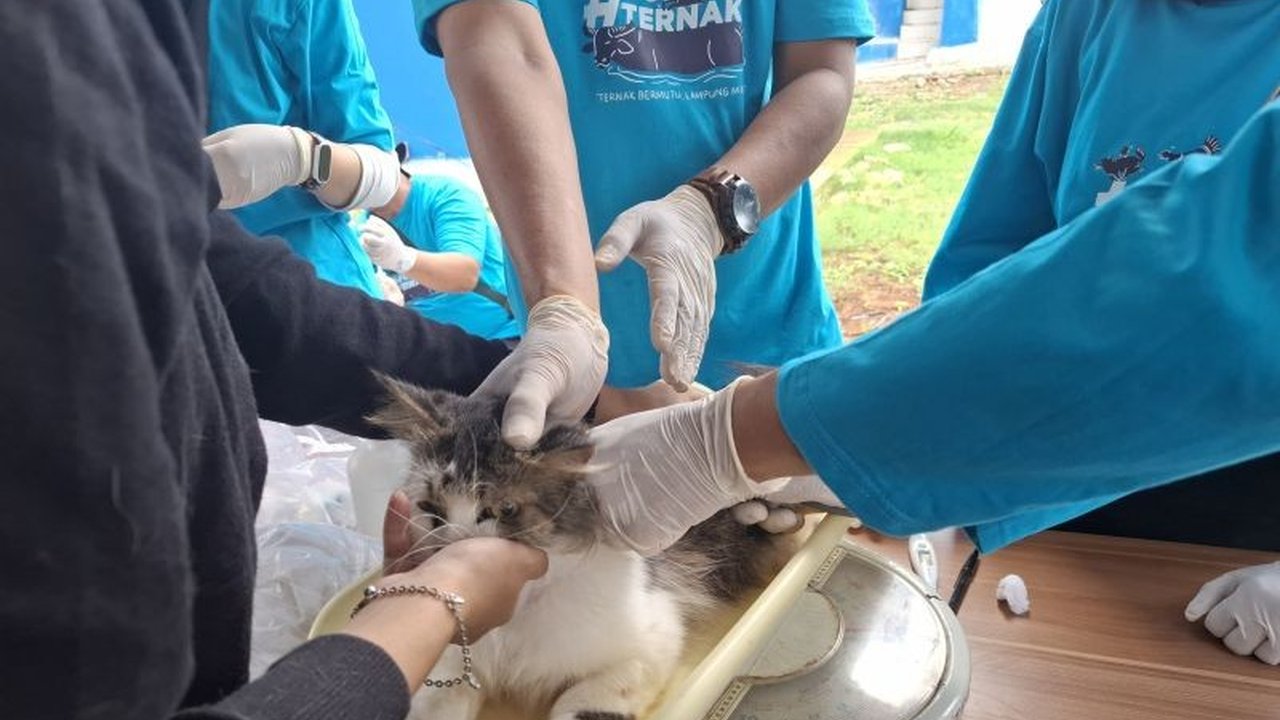 Pembangunan Rumah Sakit Hewan Lampung terus dikebut untuk wujudkan layanan kesehatan hewan modern dan kendalikan zoonosis. Simak peran strategisnya!