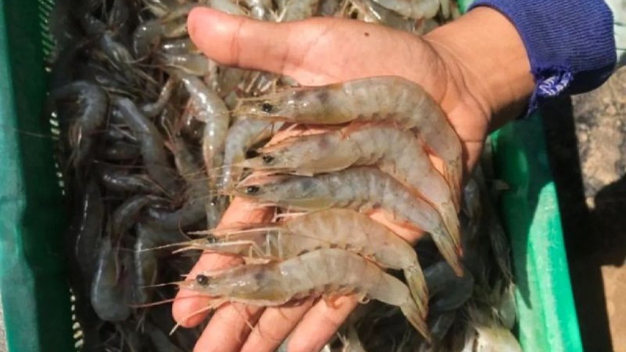 Kementerian Kelautan dan Perikanan (KKP) menegaskan sektor hulu produksi Udang Aman Radioaktif, tidak ditemukan Cesium 137. Masyarakat tak perlu khawatir mengonsumsi udang lokal.