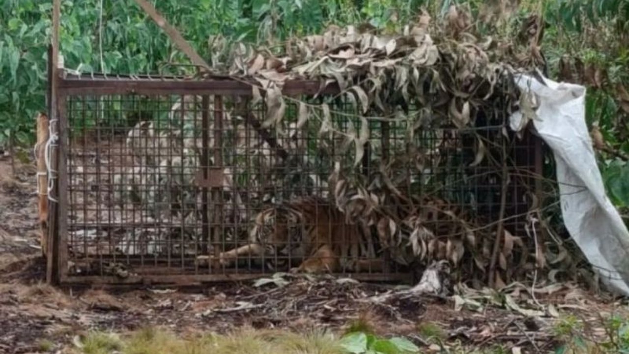 BBKSDA Riau menindaklanjuti laporan warga yang mengaku melihat tiga ekor Harimau Sumatera Kampar di kebun sawit. Tim gabungan diterjunkan untuk verifikasi dan edukasi, memicu rasa penasaran publik.
