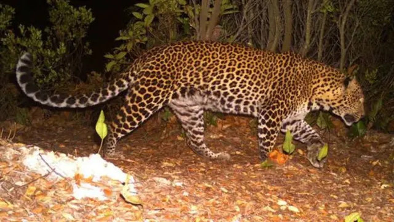 macan tutul kabur di lembang park and zoo (Liputan6.com/Antara)