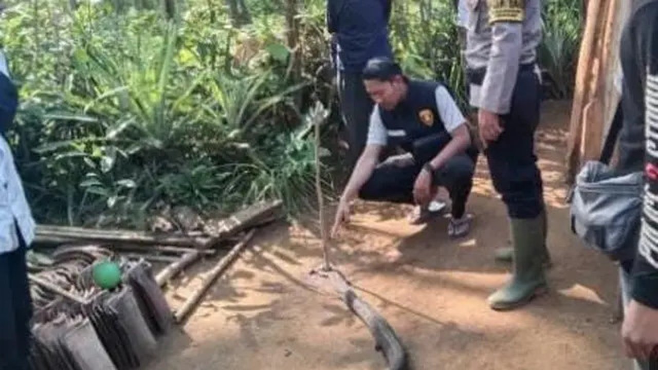 Ocang berhasil membunuh ular berbisa raksasa tersebut, namun nyawanya tak tertolong setelah racun ular menjalar di tubuhnya saat ia berjuang mencari pertolongan.