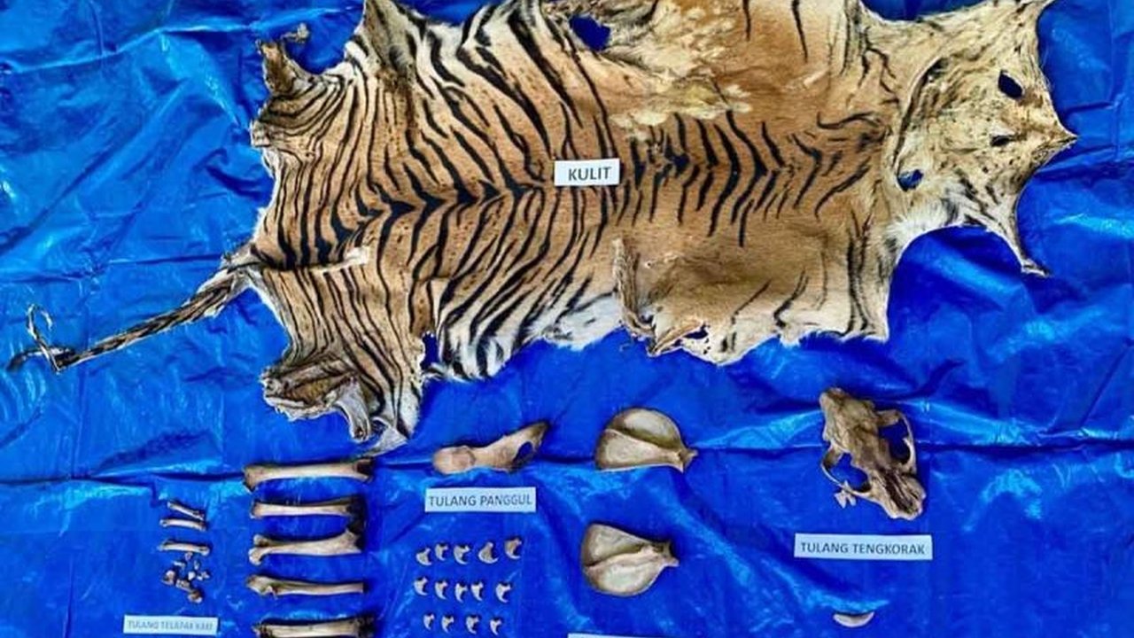 Polda Aceh berhasil mengungkap jaringan perdagangan kulit harimau Sumatera yang terancam punah, menangkap seorang pelaku berinisial SB. Simak detail penangkapan dan barang bukti.