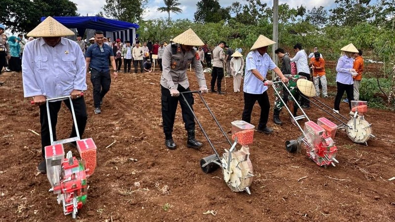 Dinas Pertanian Garut menargetkan **penanaman jagung Garut** seluas 69.849 hektare hingga akhir 2025. Bagaimana upaya kolaborasi ini dapat mewujudkan ketahanan pangan nasional?