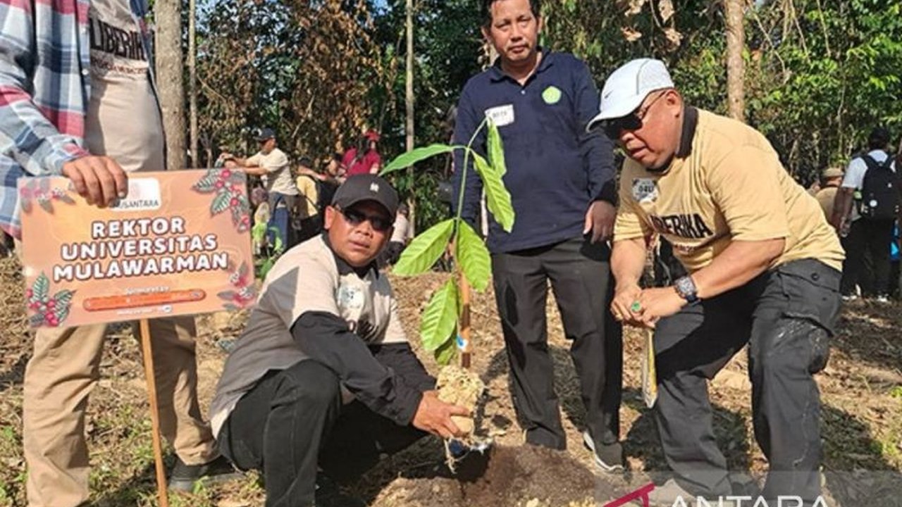 Universitas Mulawarman (Unmul) perkuat visi IKN Hijau dengan memecahkan rekor MURI penanaman 1.010 pohon kopi liberika, menunjukkan komitmen nyata dalam pembangunan berkelanjutan dan pemberdayaan masyarakat.