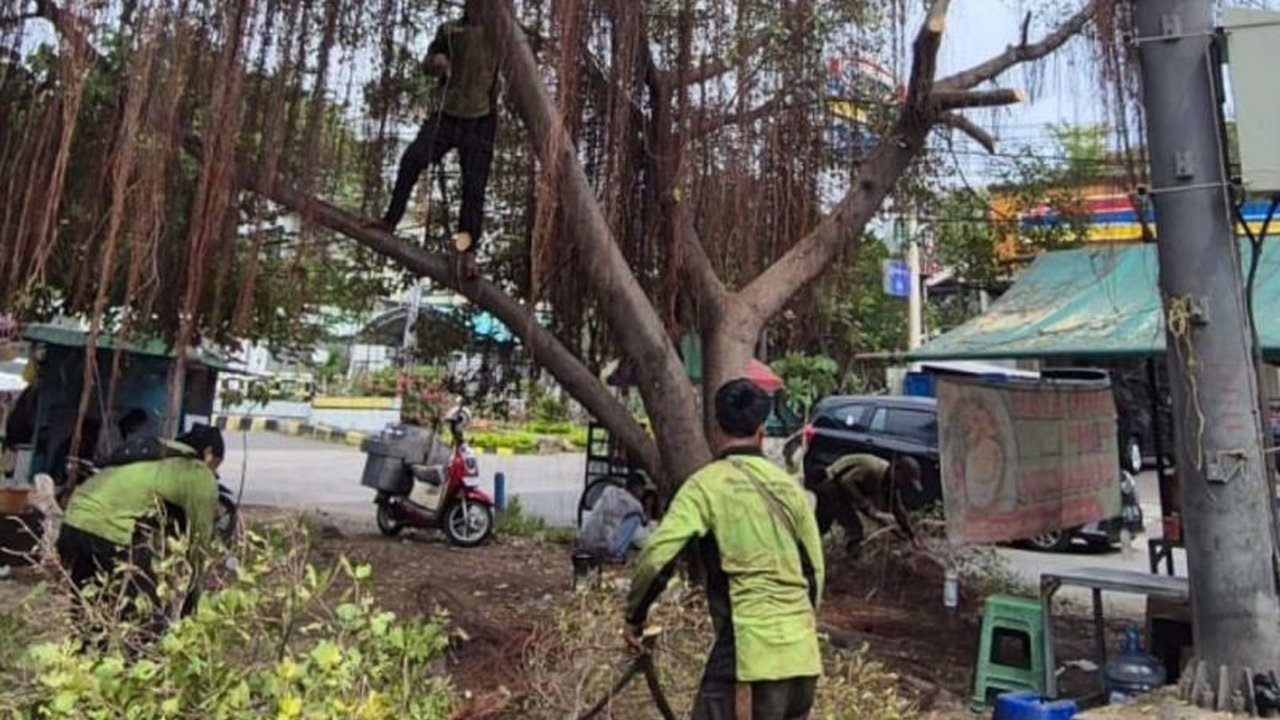 Suku Dinas Pertamanan dan Hutan Kota Jakarta Utara telah menangani 6.007 pohon rawan tumbang sepanjang 2025. Apa saja langkah antisipatif yang dilakukan untuk keselamatan warga?