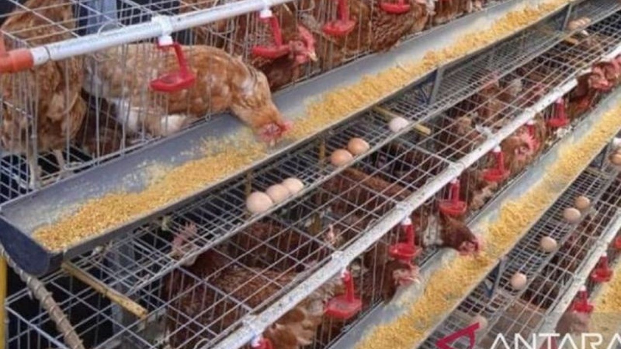 Distributor di Bangka Belitung menambah pasokan telur ayam ras sebanyak 33,5 ton. Penambahan ini menjaga stabilitas harga Pasokan Telur Ayam Ras Babel di tengah tingginya permintaan masyarakat.