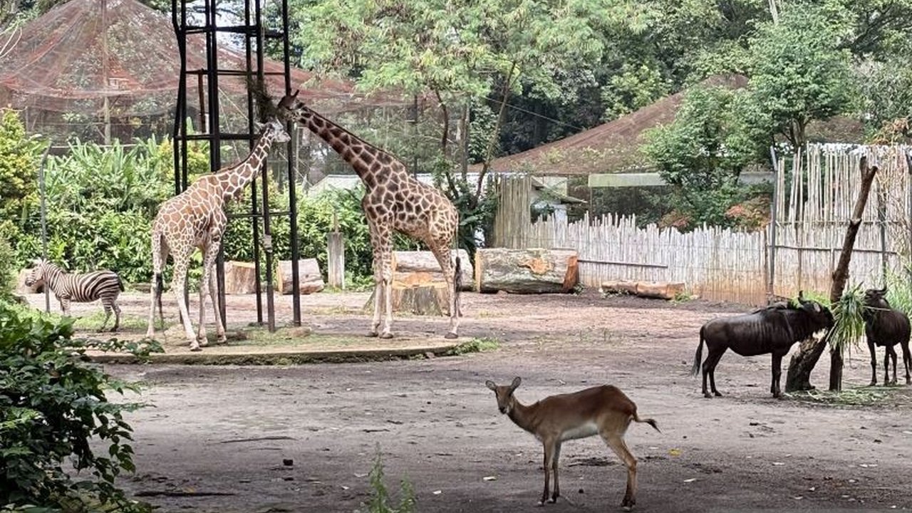 Yayasan Margasatwa Tamansari (YMT) mendesak Wali Kota Bandung segera memberikan kepastian terkait masa depan Bandung Zoo yang telah ditutup lebih dari dua bulan, mengancam ratusan satwa dan operasional.