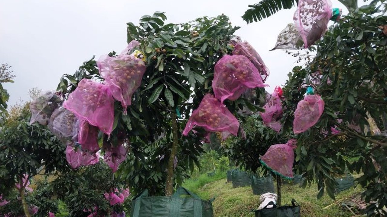 Indonesia berpotensi besar dalam pengembangan buah Indonesia berkat iklim tropisnya. Simak tiga pilar strategis untuk mengoptimalkan produksi dan kualitas buah nasional!