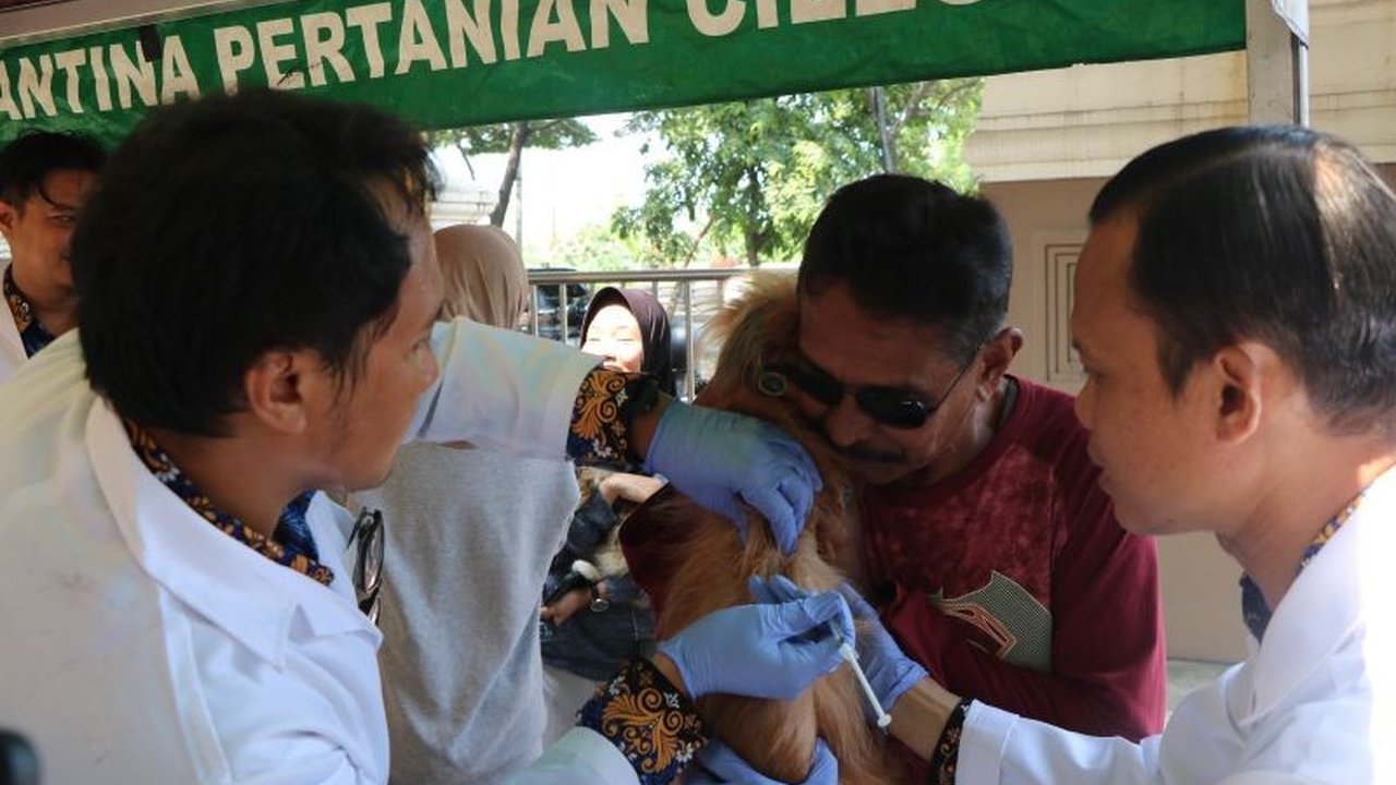 Sebanyak 73 hewan penular rabies di Banten menerima **vaksin rabies gratis Banten** dalam rangka HUT Karantina. Inisiatif ini penting untuk mencegah penularan rabies di jalur strategis dan melindungi masyarakat.