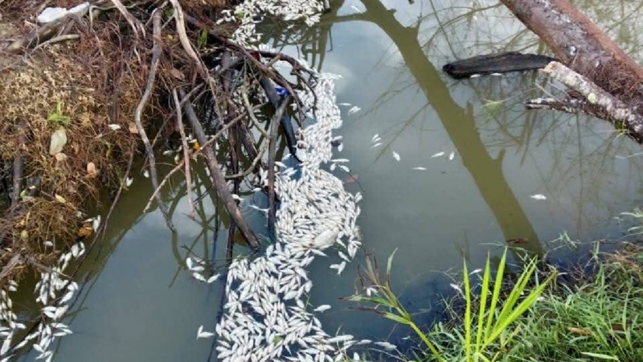 Ribuan ikan ditemukan mati di aliran sungai Babah Awe, Aceh Jaya, memicu dugaan kuat pencemaran limbah tambak udang vaname. Investigasi sedang berjalan untuk mengungkap penyebab dan pertanggungjawaban atas insiden ini.