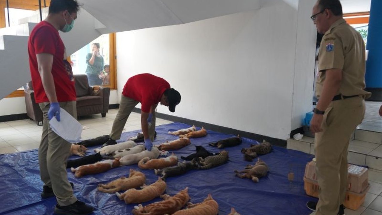 Sudin KPKP Jakarta Utara menargetkan Sterilisasi Kucing Jakut sebanyak 250 ekor jantan untuk mengendalikan populasi. Bagaimana prosedur dan antusiasme warga menyambut program ini?