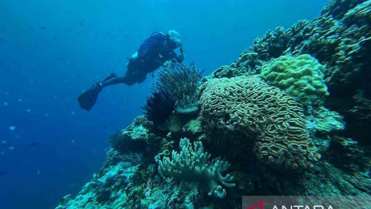 Studi terbaru mengungkap fenomena menakjubkan: Terumbu Karang Laut Merah memiliki ketahanan luar biasa terhadap pemutihan. Cari tahu rahasia di balik kekebalan unik ini!