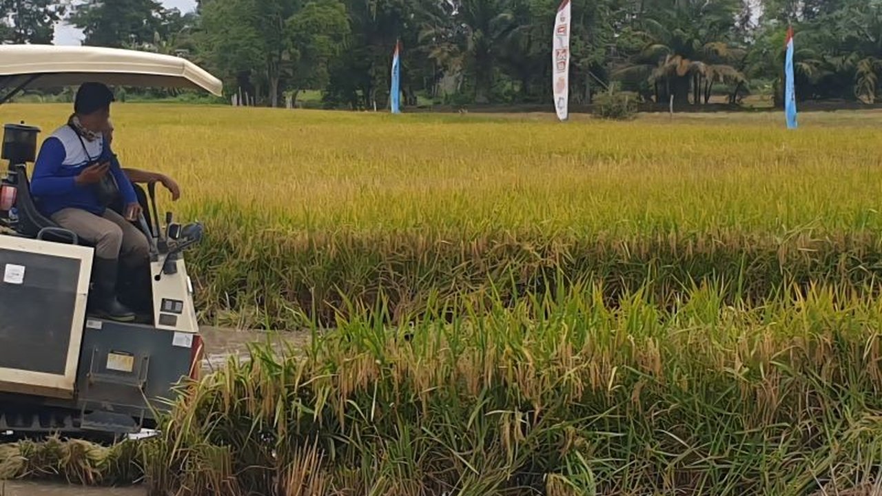 Korem Gapo bersama Kodim jajaran di Sumsel menanam padi di 2.000 hektare lahan sawah rakyat, wujudkan Korem Gapo Ketahanan Pangan nasional dan target produksi 1 juta ton.