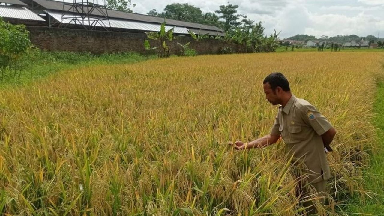 Kebijakan penurunan Harga Pupuk Bersubsidi sebesar 20% disambut gembira petani Lebak, Banten. Langkah ini diharapkan mendongkrak produksi pangan dan meningkatkan kesejahteraan petani.