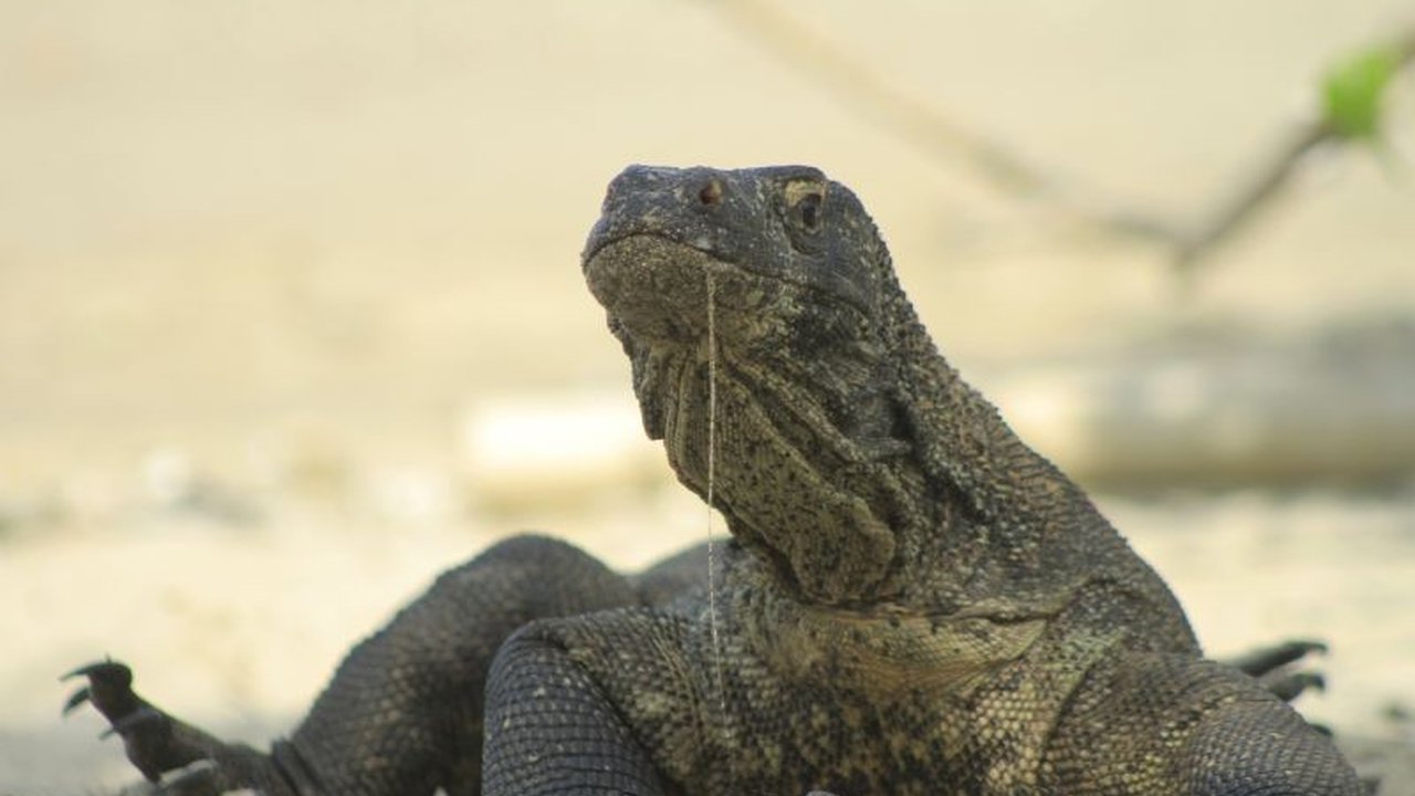 Seekor Komodo remaja ditemukan tak bernyawa di pinggir jalan Manggarai Barat, NTT, diduga kuat akibat tertabrak kendaraan. Insiden ini memicu keprihatinan akan keselamatan satwa dilindungi.