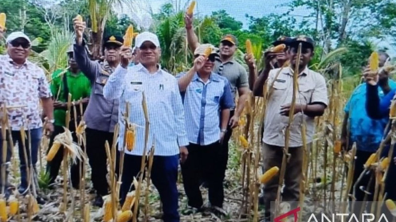 Pemerintah Kabupaten Biak Numfor mengapresiasi panen jagung Hibrida di Kampung Yopdi, menandai langkah maju program Ketahanan Pangan Biak dan mendukung Asta Cita Prabowo.