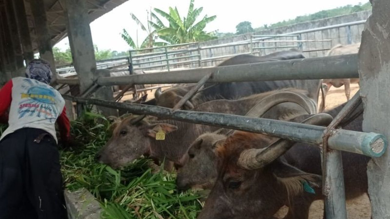 Pemerintah Kabupaten Lebak mengoptimalkan Inseminasi Buatan Kerbau Lebak untuk mendongkrak populasi dan memenuhi kebutuhan pasar, setelah sempat anjlok drastis. Akankah berhasil?