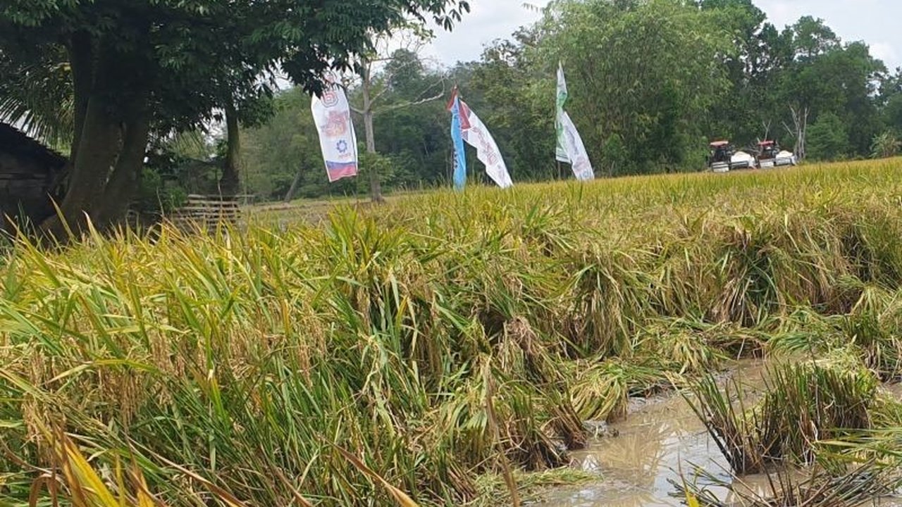 Dinas Pertanian Sumsel memberdayakan 326 Brigade Pangan untuk mencapai target produksi padi 3,5 juta ton pada 2025, memperkuat ketahanan pangan nasional.