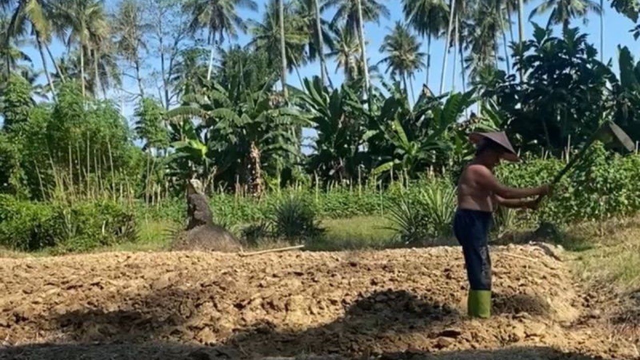 Penurunan harga pupuk bersubsidi sebesar 20% disambut positif petani di Sulawesi Barat. Namun, mereka mendesak pengawasan ketat agar manfaatnya benar-benar sampai ke tangan petani. Akankah harga beras ikut stabil?