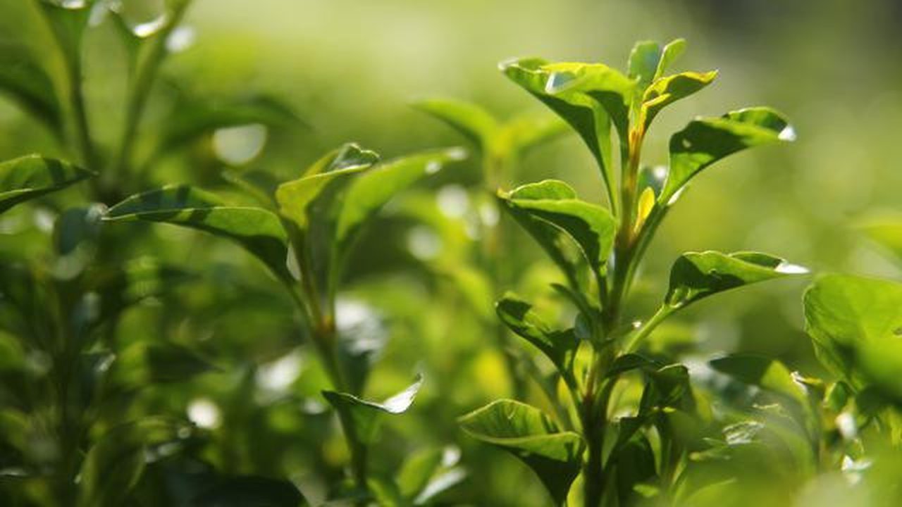 Matcha masih termasuk dalam keluarga teh hijau. (unsplash.com/@newmanphotog)
